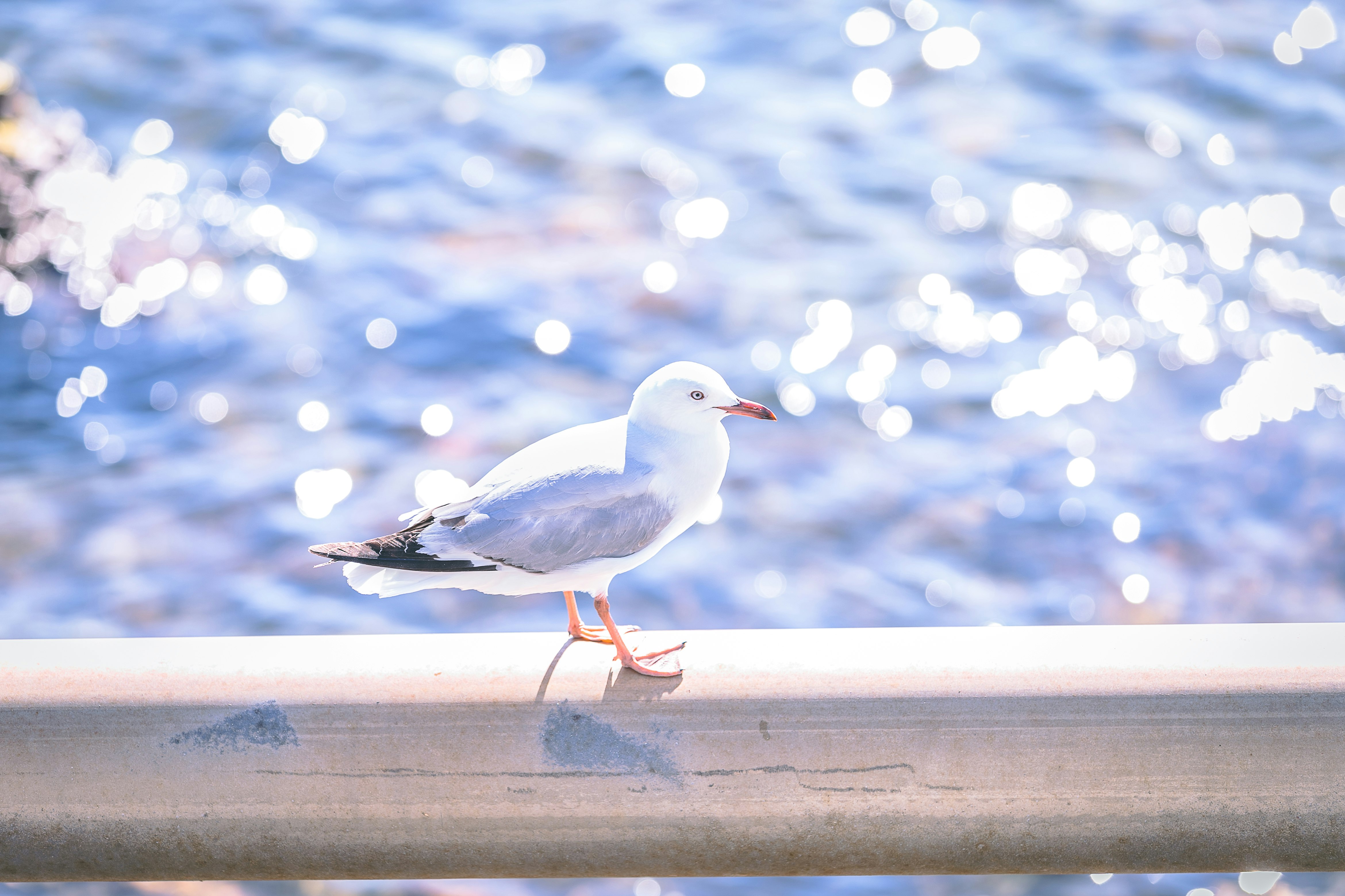 seagull on gray steel handrail